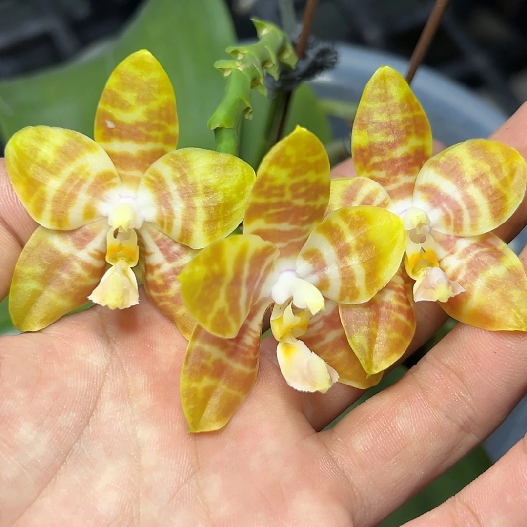 完全开放l679八寸ys1169