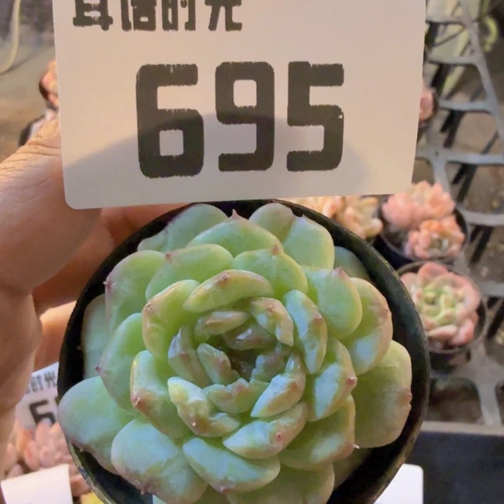 695.qwwwwwwwwwww