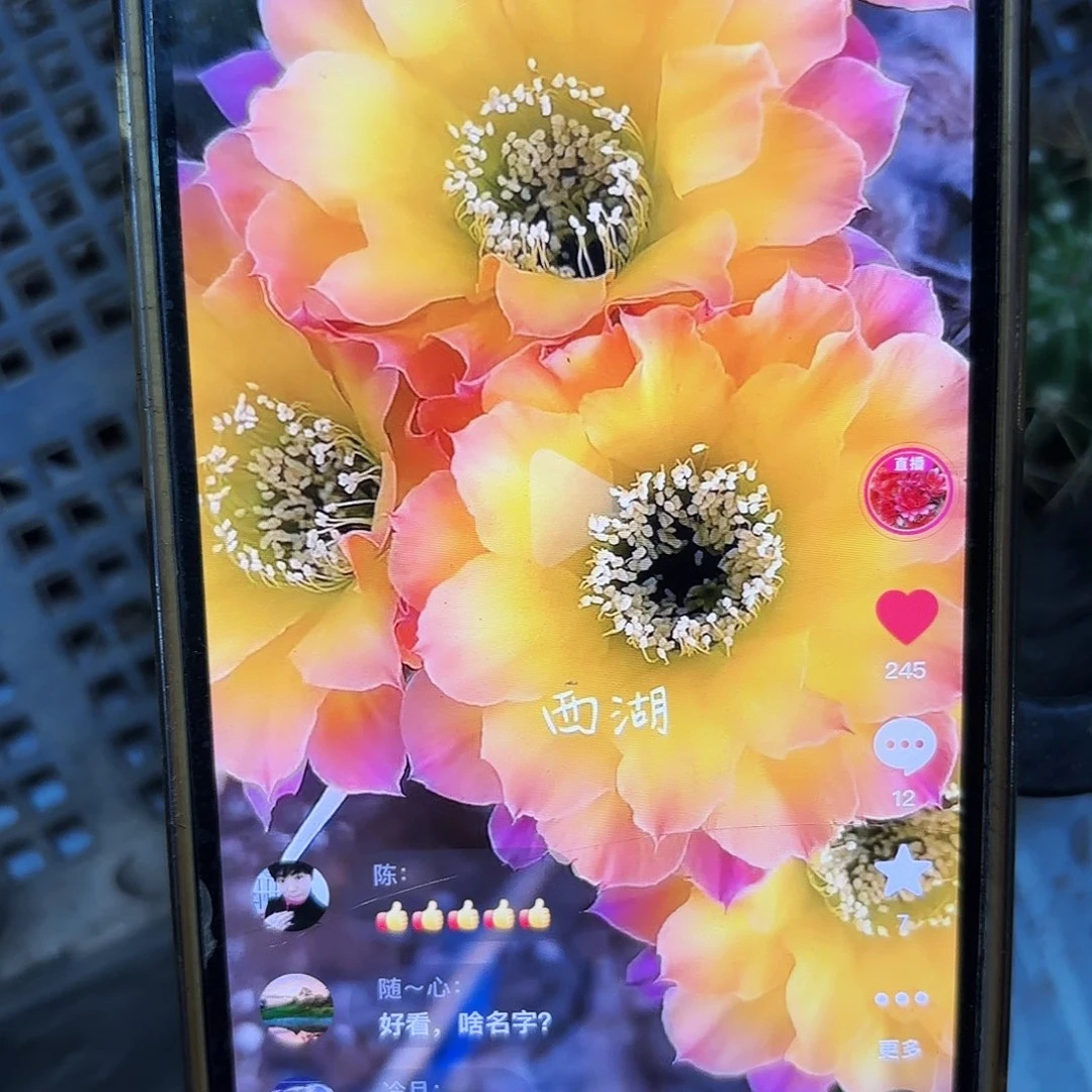 Us47彩侧牙20包邮仙人球36
