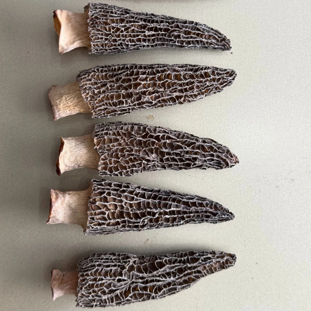 原野土特产   羊~肚~骏~菇