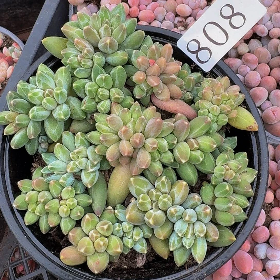 多肉植物多肉植物808