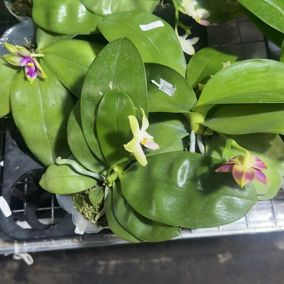 飘***2完全开放组合香花2.8寸带花不售后