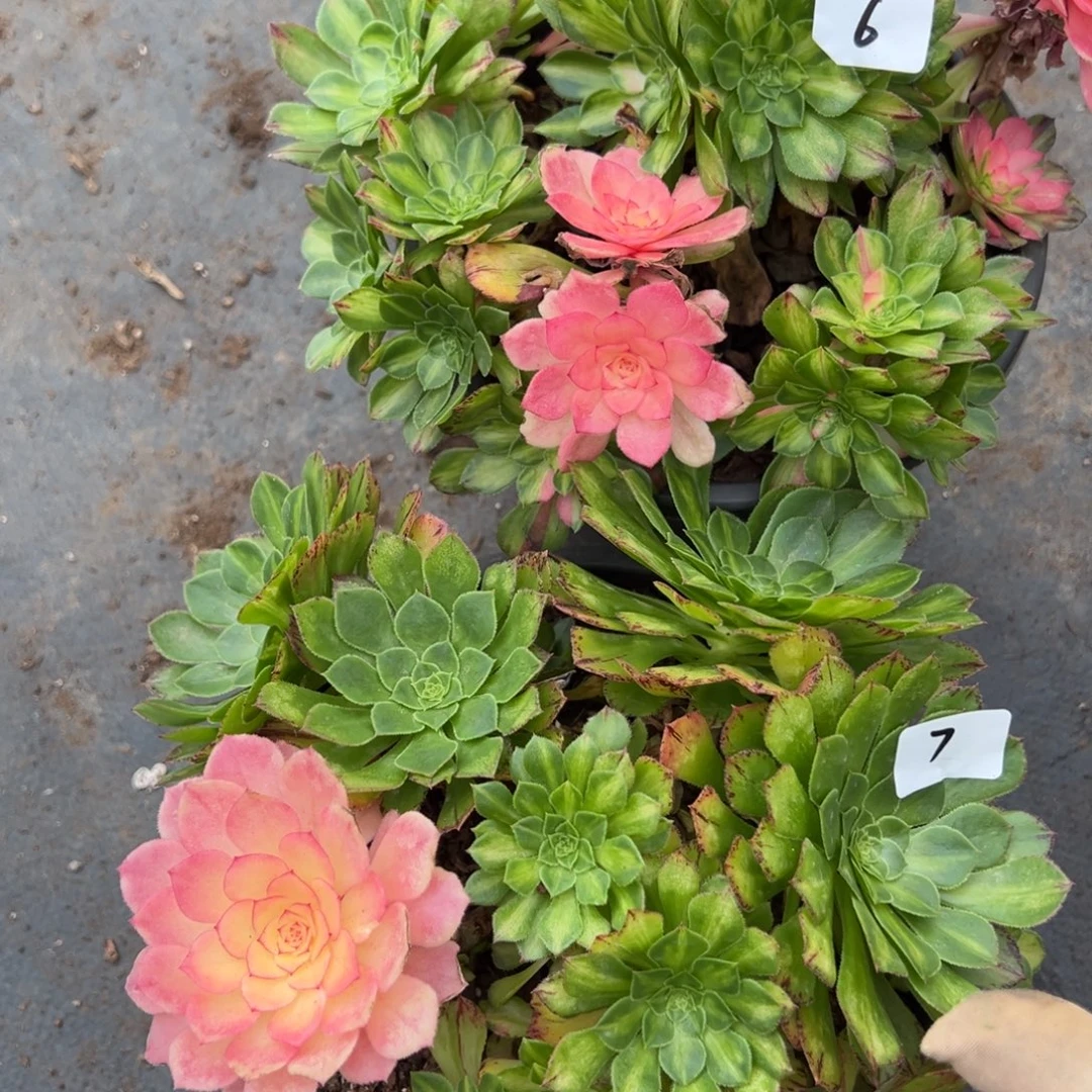 6号7号知否多肉嘻嘻嘻多肉