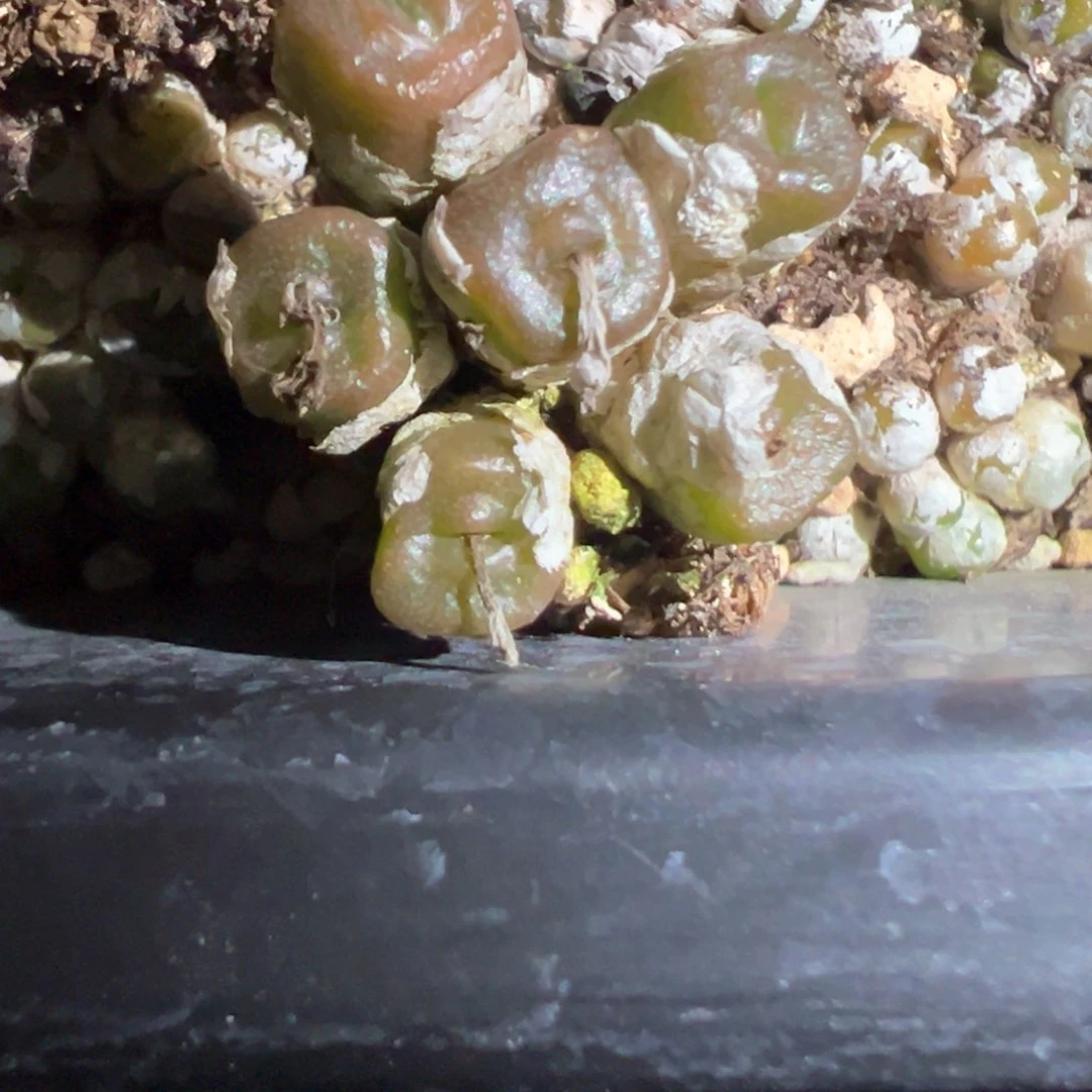 郭***?小仙专拍肉锥植物