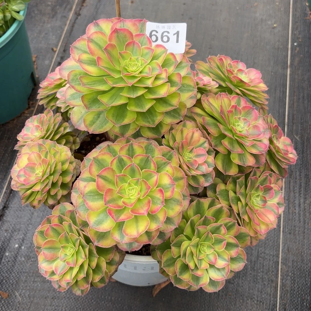 可***茶无花朵661多肉法师发货