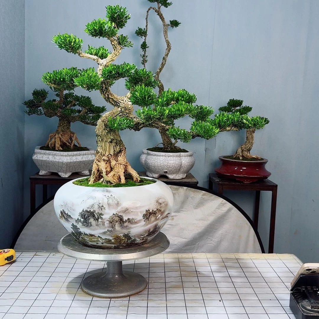 我***稳广东皱皮雀舌黄杨