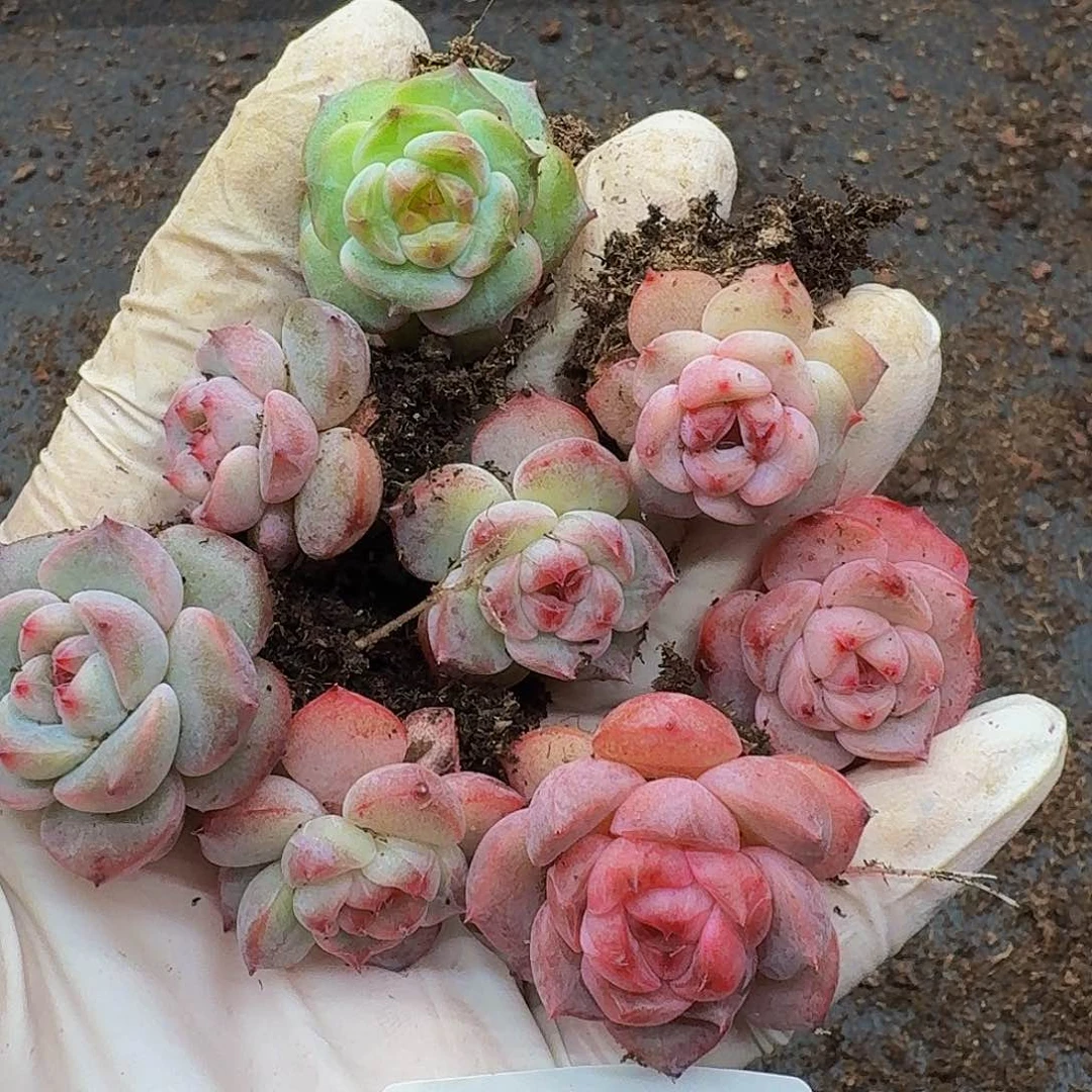 B****i多肉植物多肉植物1159