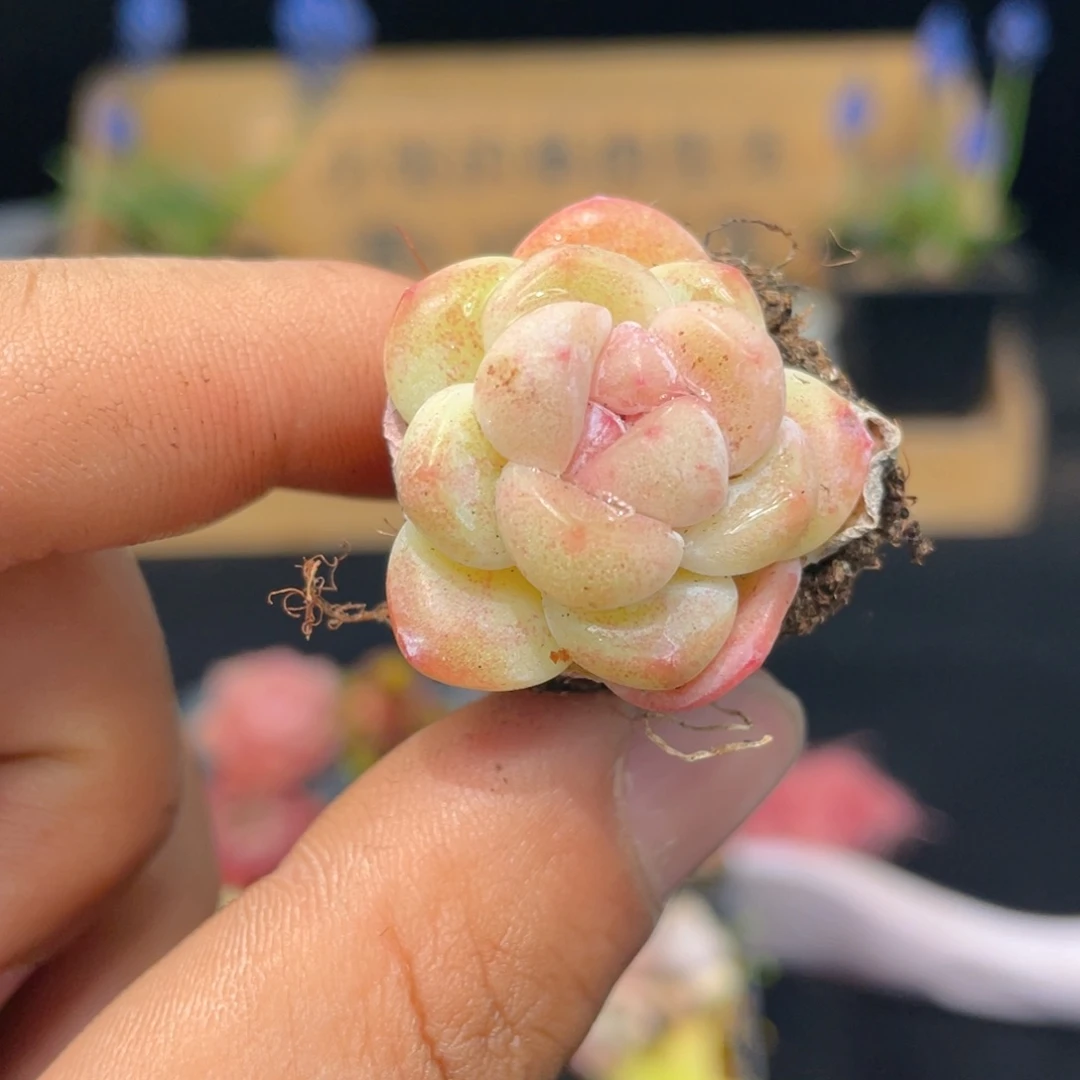 冰玉多肉9.9包邮发货