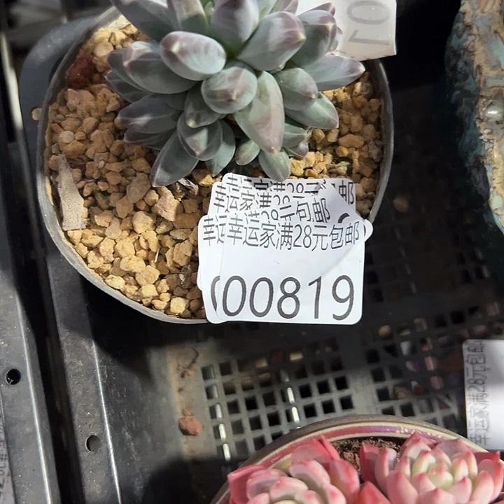 幸运的是你还没幸运