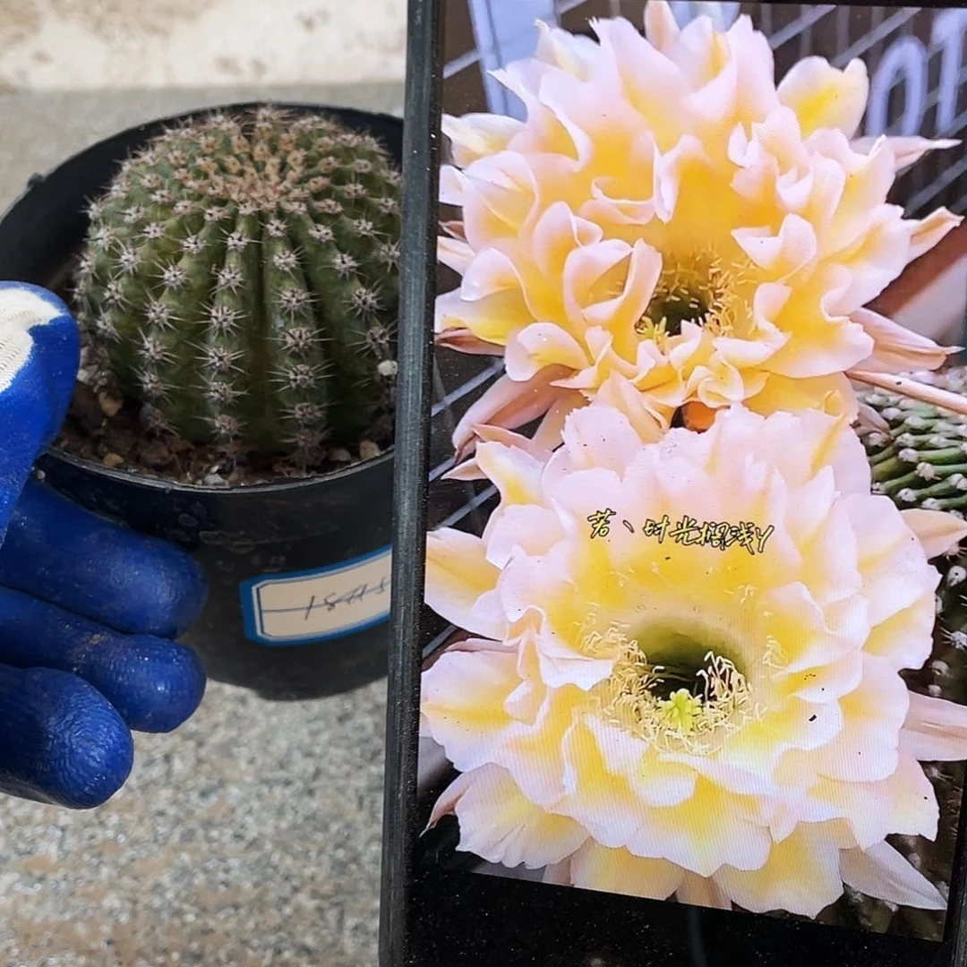 18a5自根球6公分左右满18包邮