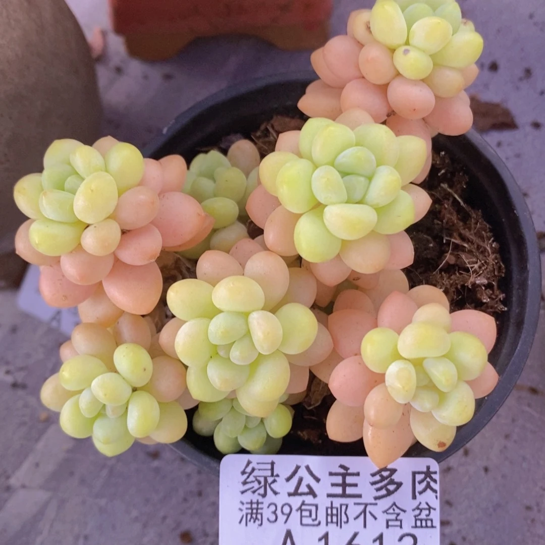 洛可可7cm1613多肉植物