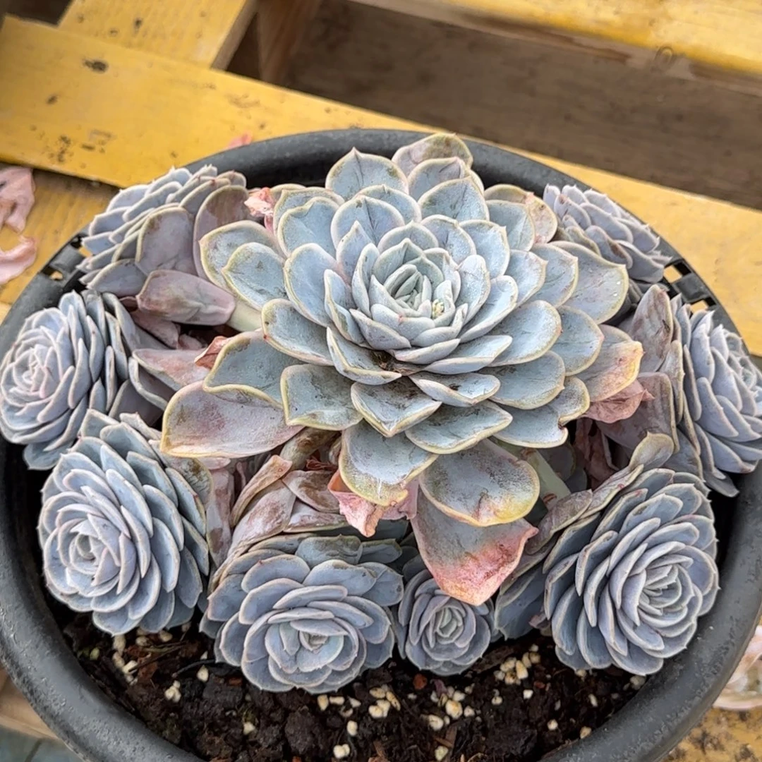 蓝色惊喜手捧一物一拍包装收缩花旱