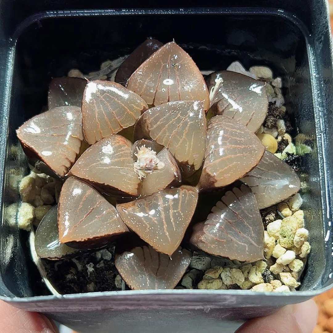 十二卷多肉日月潭