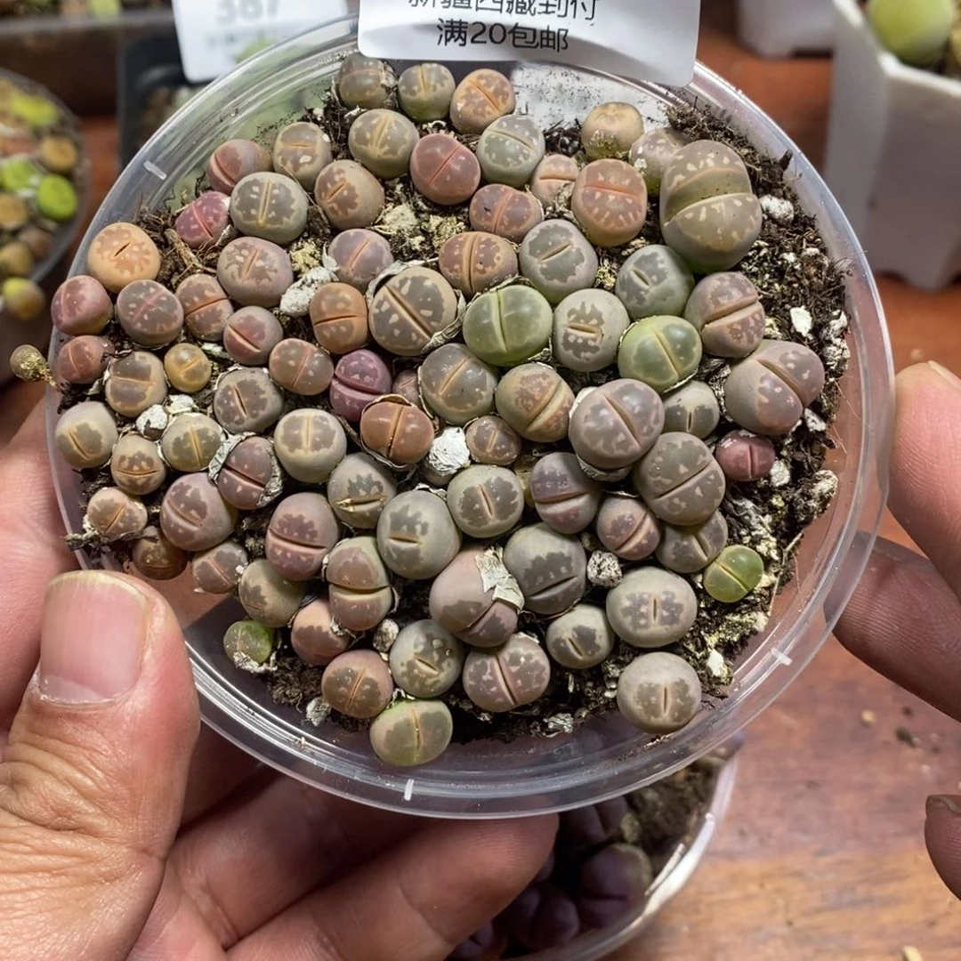 多肉蛋炒饭感谢您相伴390