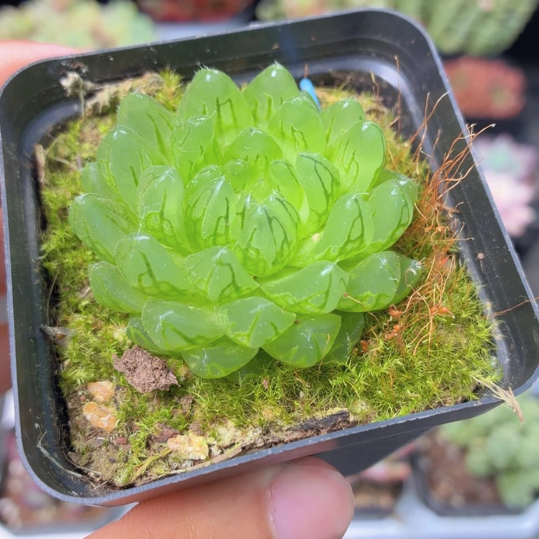 蝉翼玉露多肉9.9包邮发货
