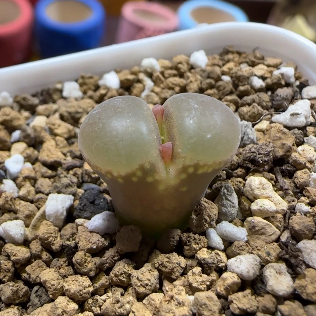 11.29。脱土发。优选红风铃。 2002