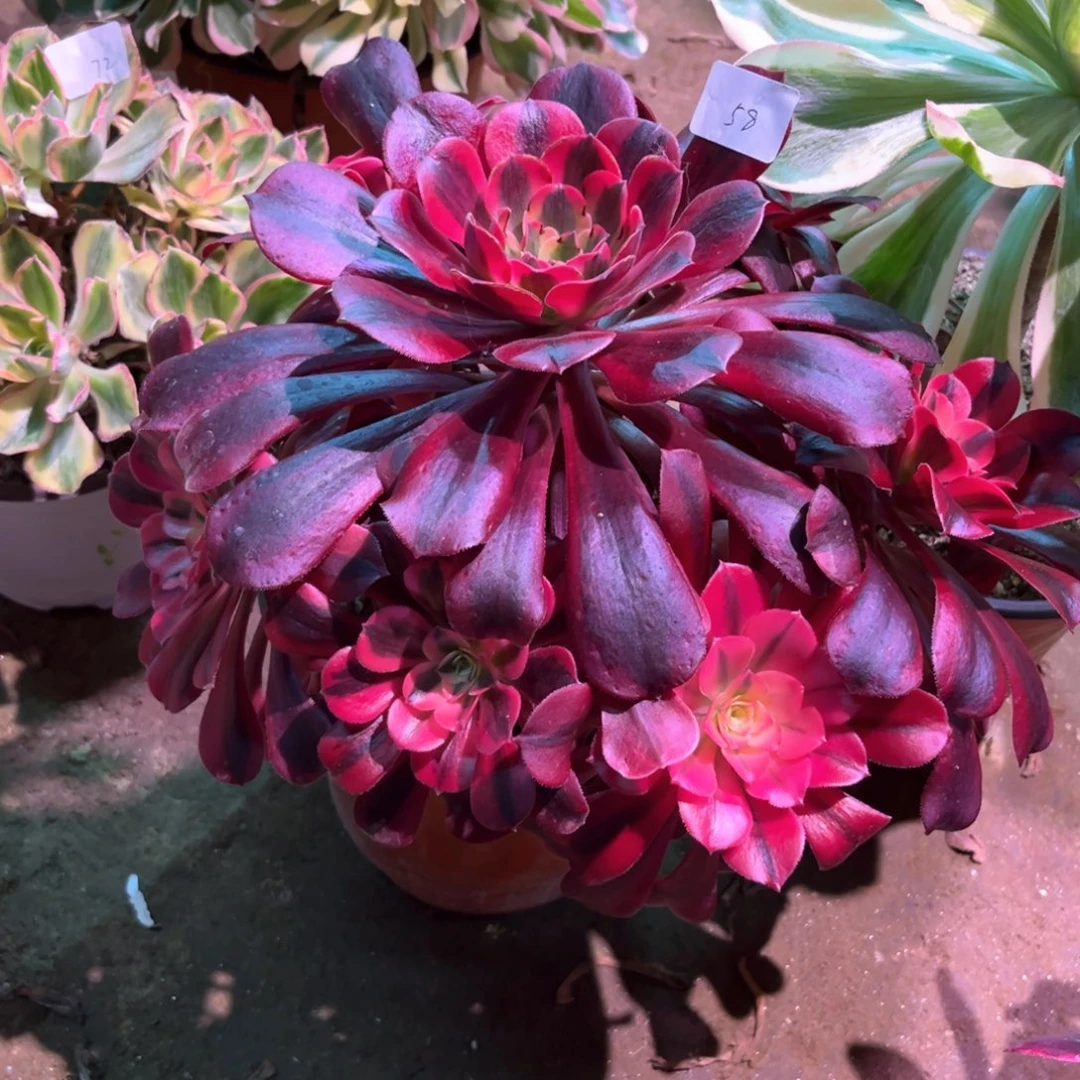 多肉植物美杜莎058