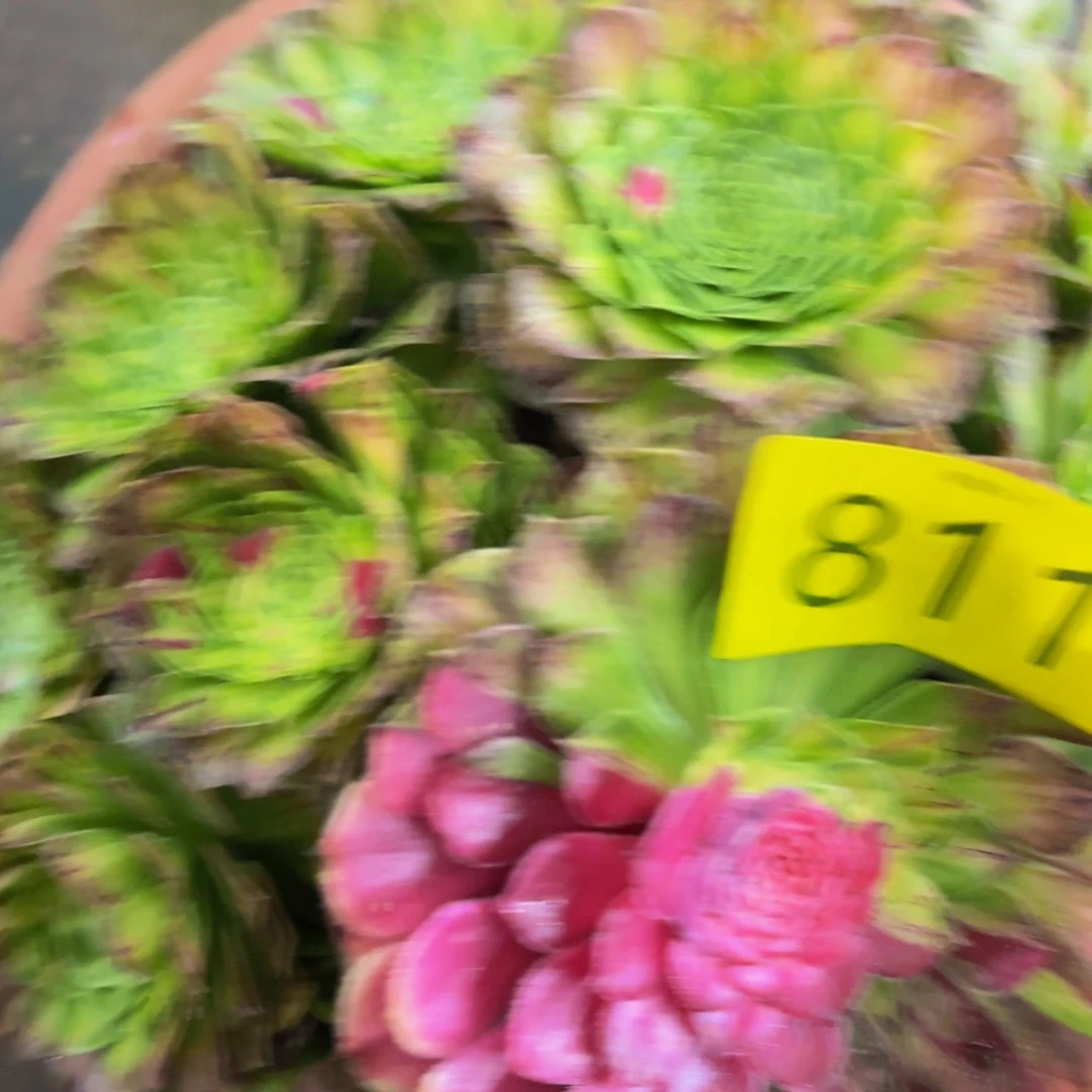 哈哈多肉植物知否811
