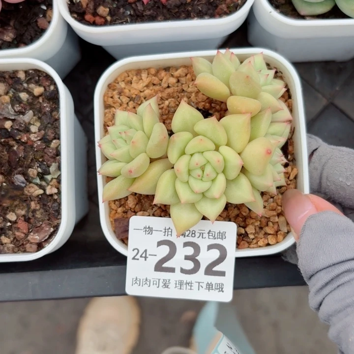 黄金象牙无盆土发货无盆土