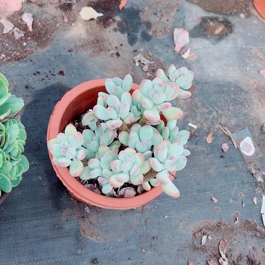 三日月美人多头造型精品