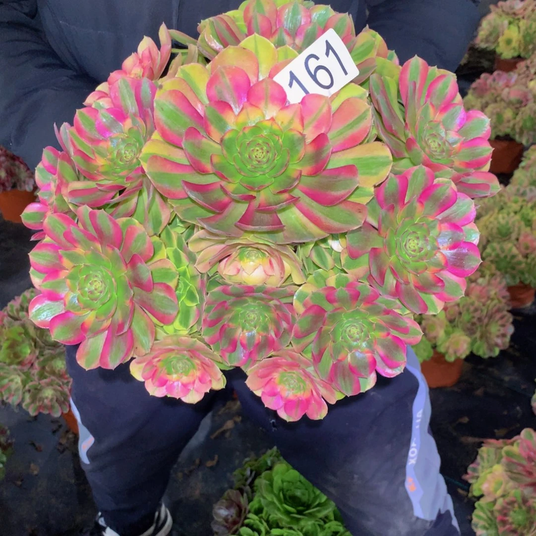 越***儿法师多肉植物161雨荷