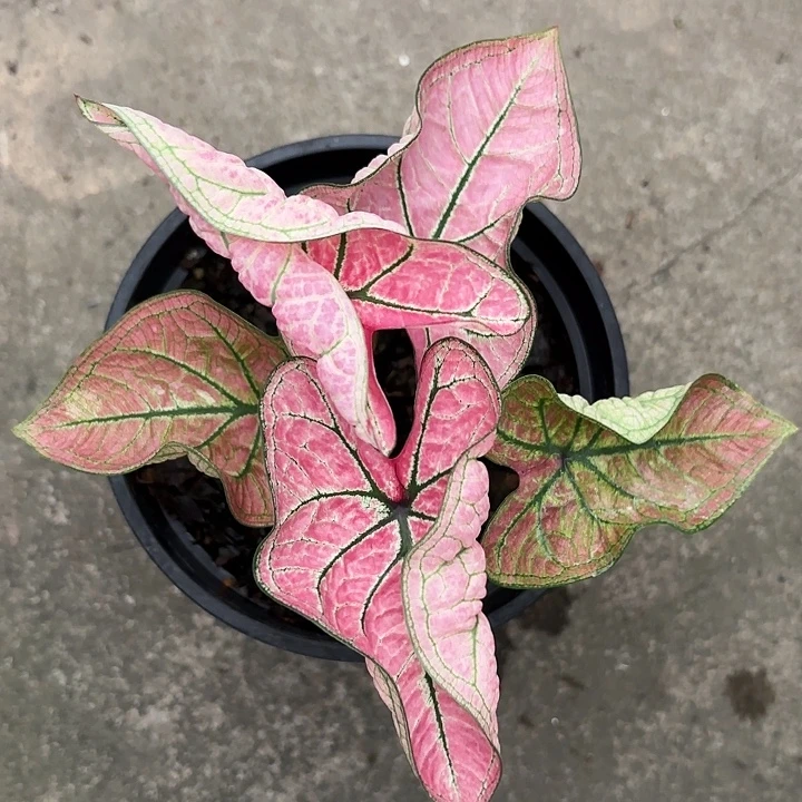 67-1103虾卷广东现货