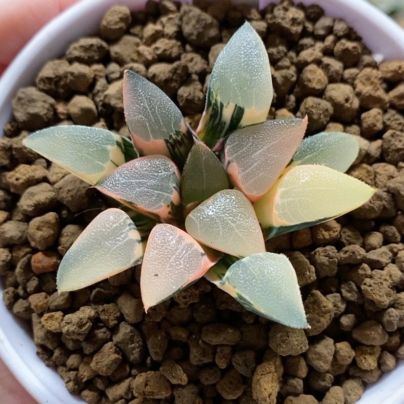 【闪购商品】35丘比特克锦