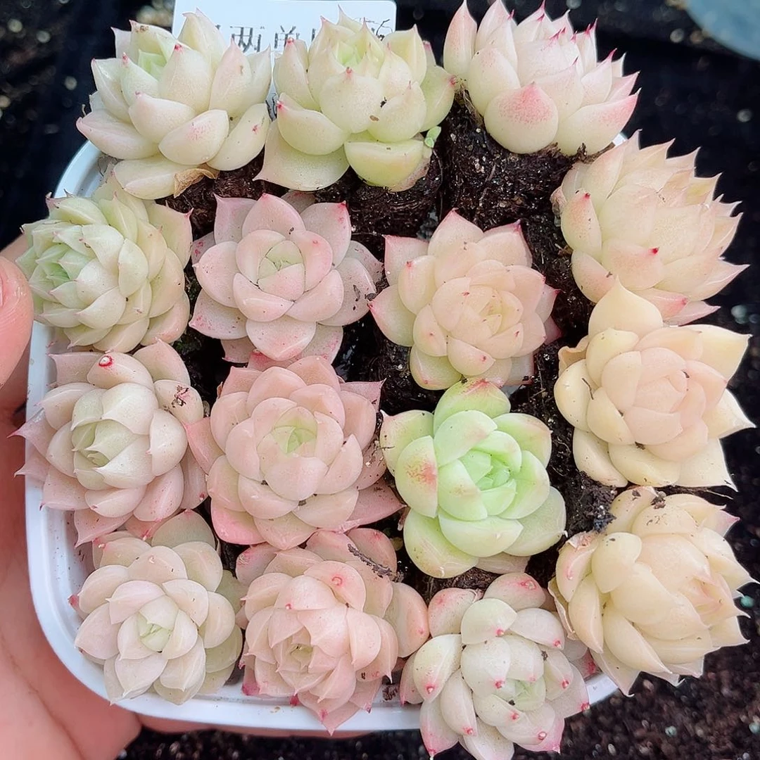 1-9 新疆西藏内蒙不发 初7初8发货