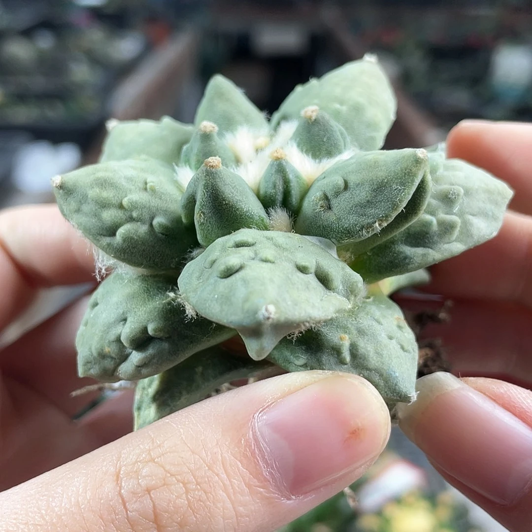 22号自根福利怒涛牡丹