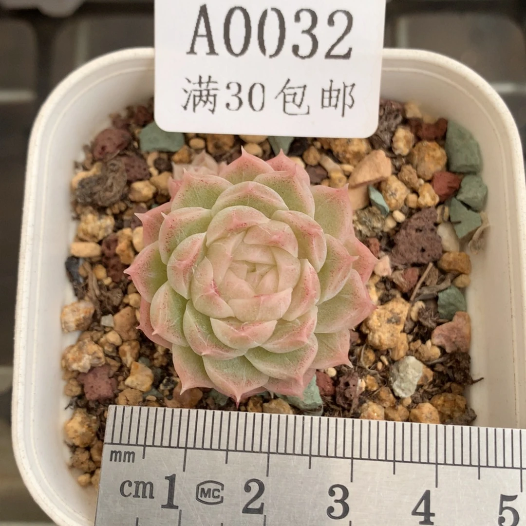 32单头带崽麦秆冠服3.5