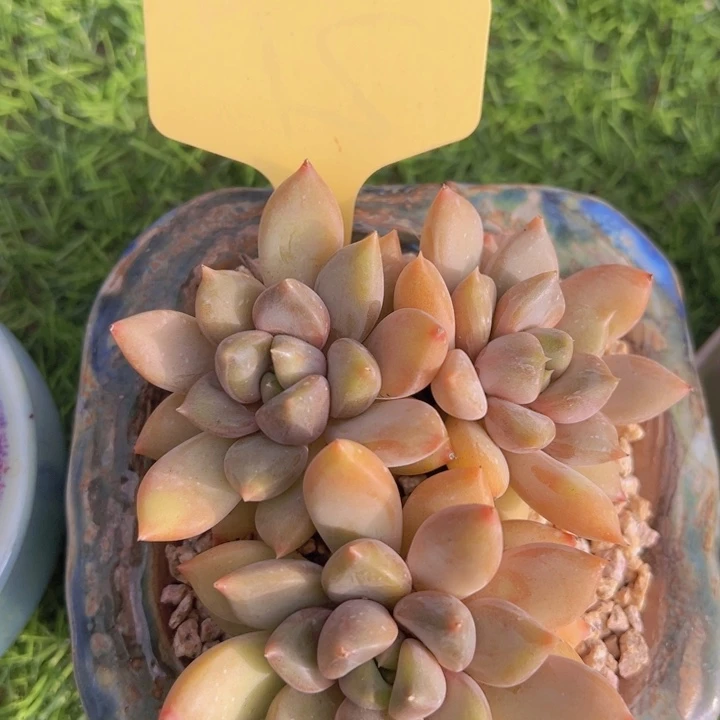 健健康康平平安安