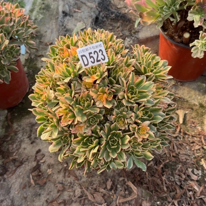 甜茶……多肉植物……