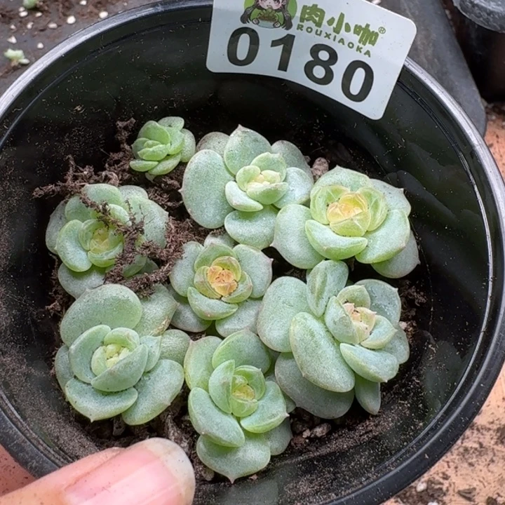 当前无花朵，栽培后可花朵多肉植物多肉植物