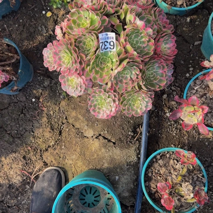 霁月花25-45包邮花花