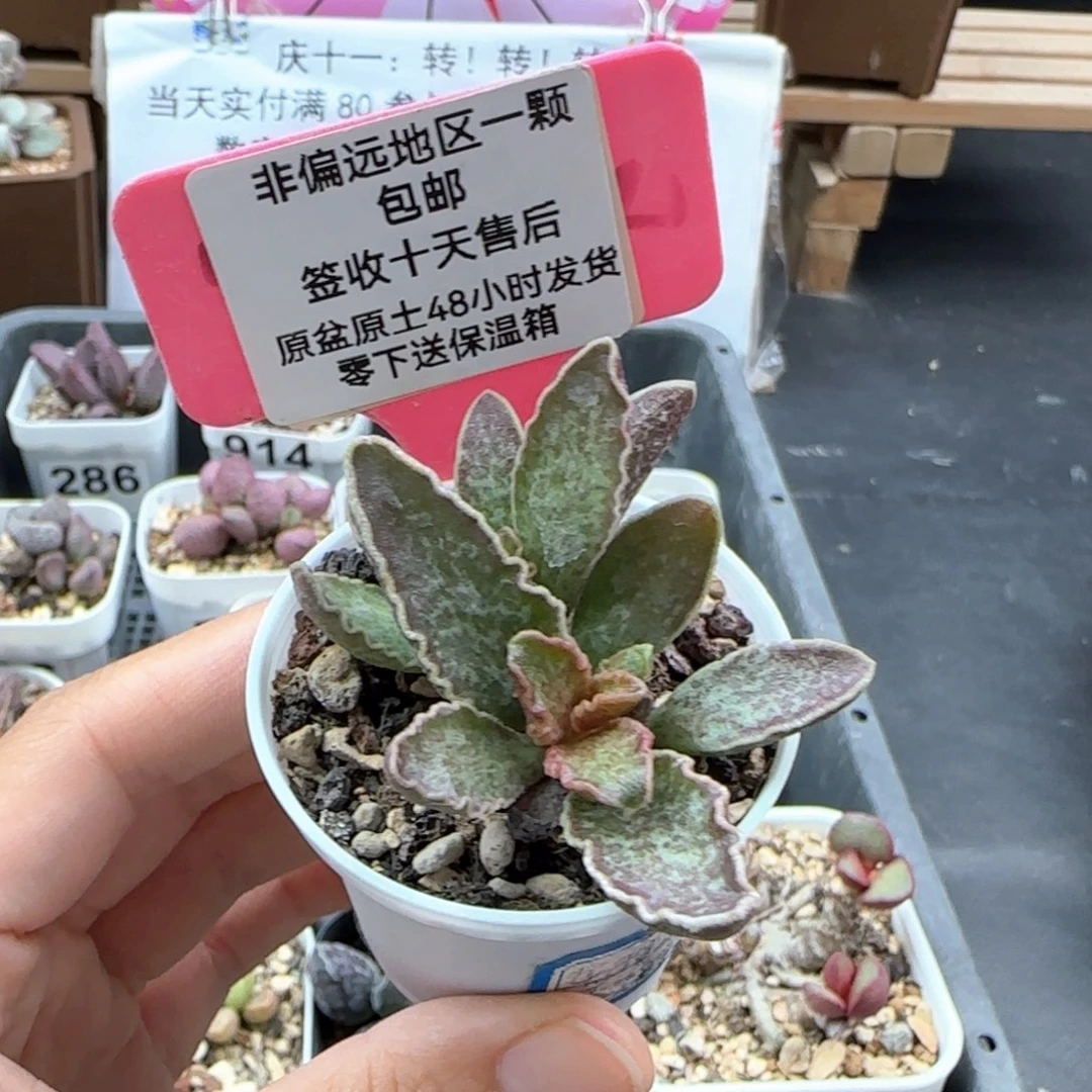 060一号大波浪多肉