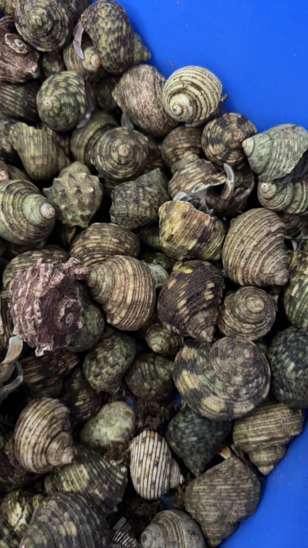 大灰白一公斤批发