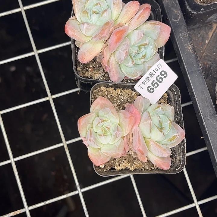 阿雅园艺。        6569冰玉两颗