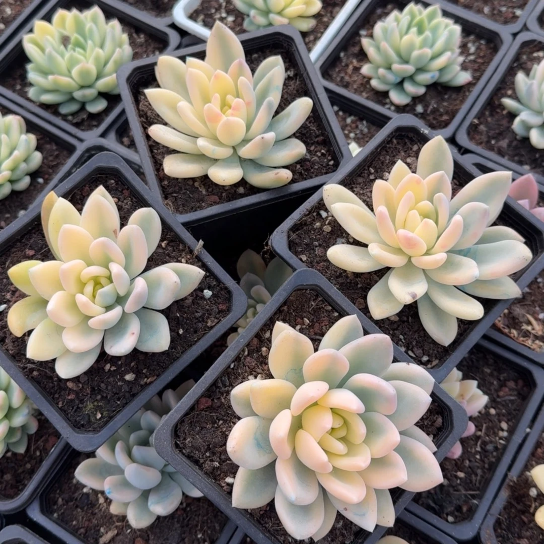 大宽锦彩锦奥普锦一个的价格