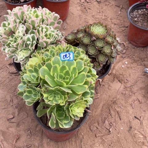 053多肉植物组合,