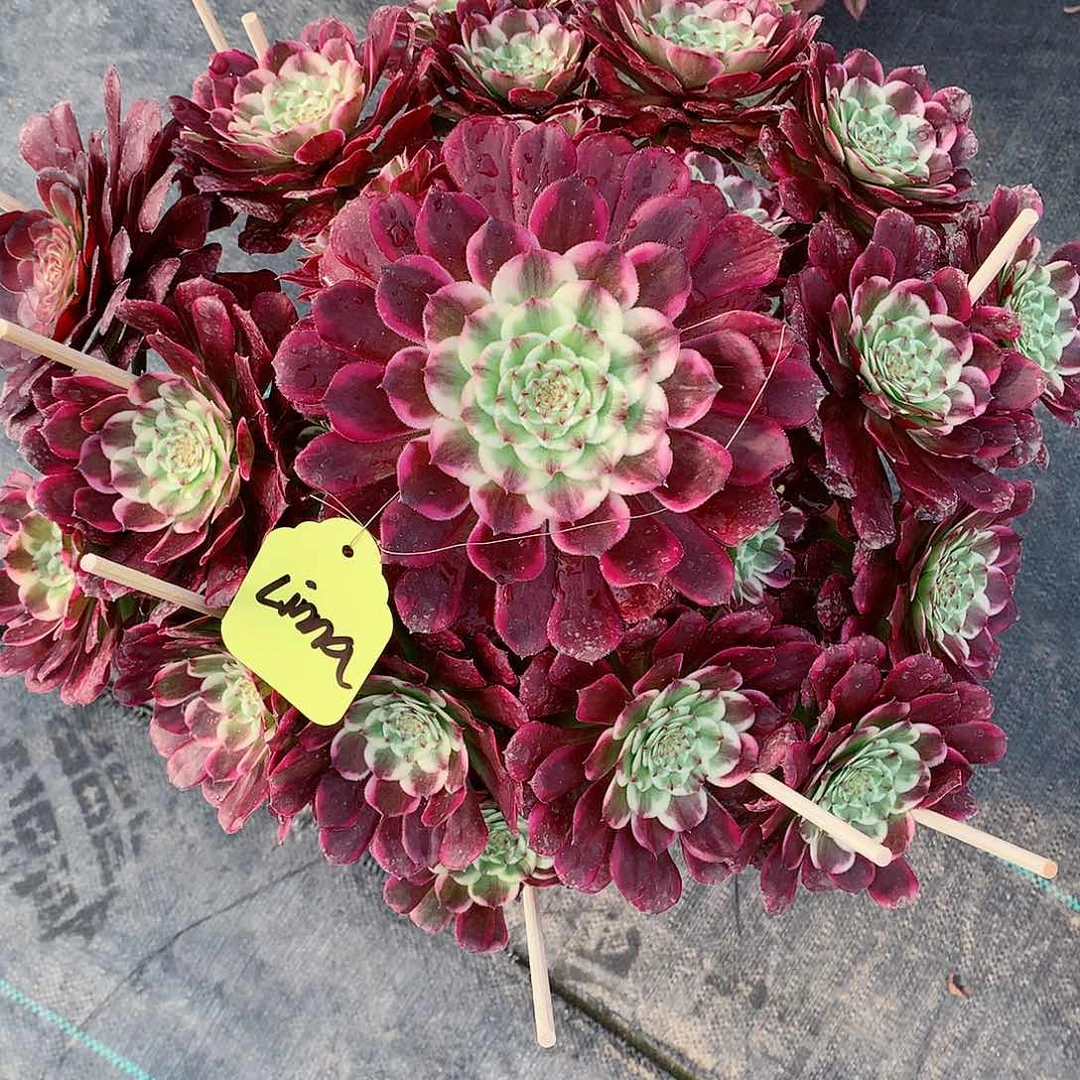 L****?紫烟多肉植物