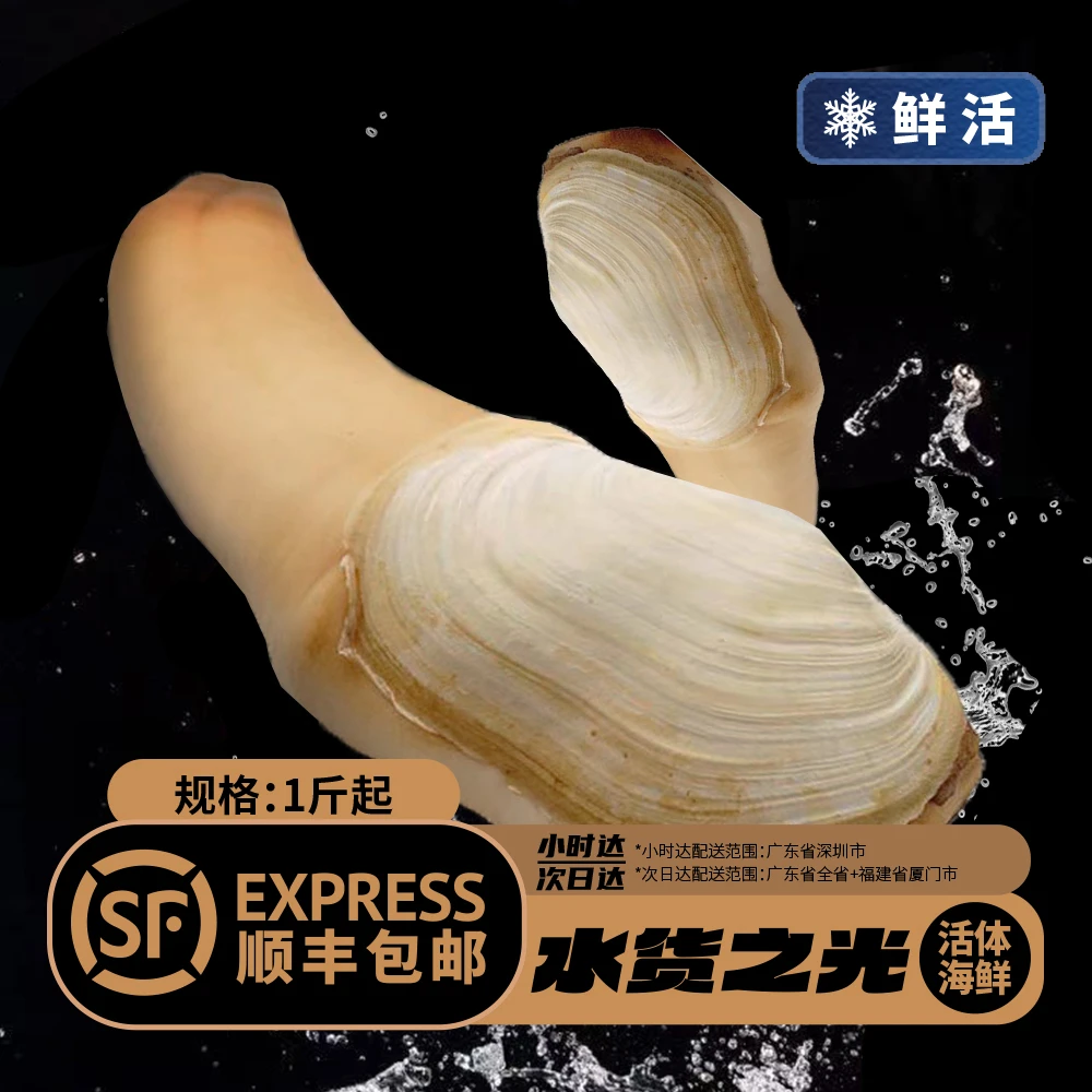 鲜活象拔蚌现捞直发！蛇年尝鲜，个大肉肥，刺身火锅食材优选