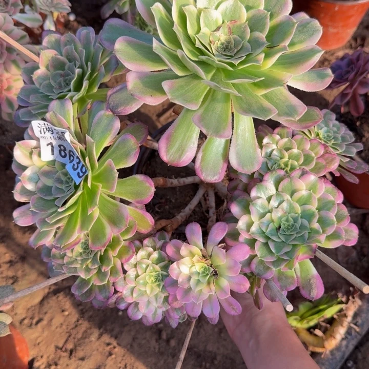 18639天和多肉植物