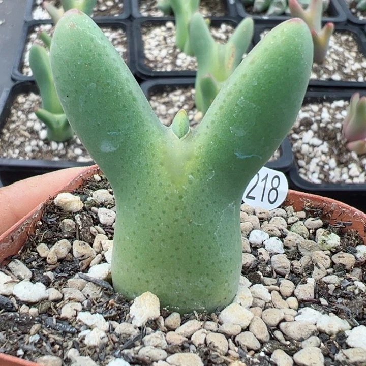 218号111111111111111