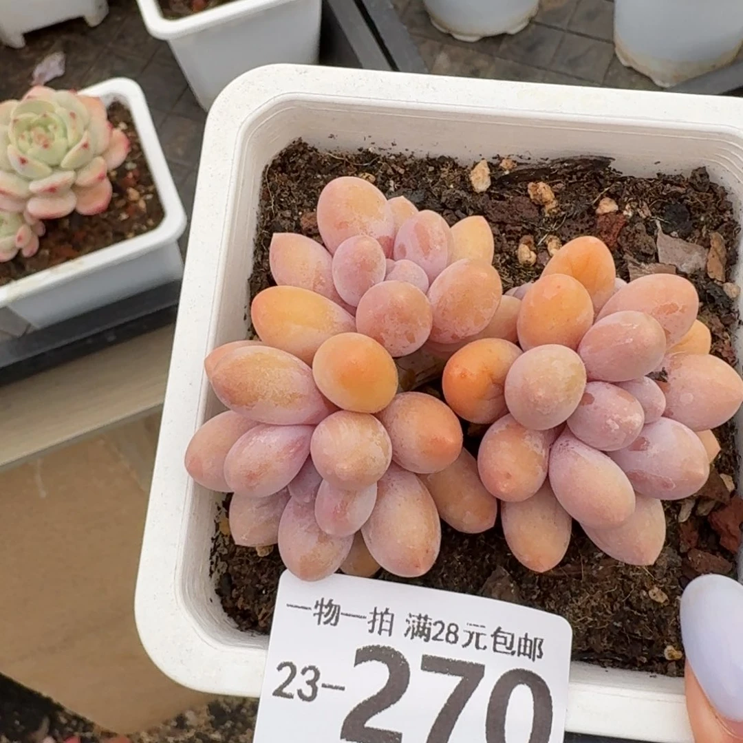 汤圆无盆土发货无盆土发货无