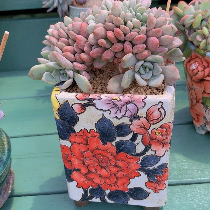 花瓣鹿树缀朵朵无砍