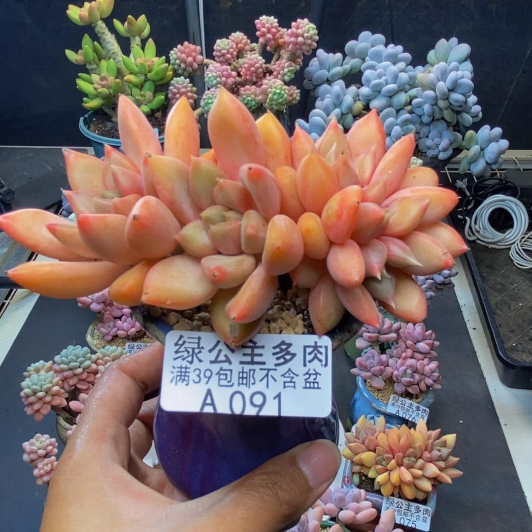 091象牙奶朵朵缀多肉8c m