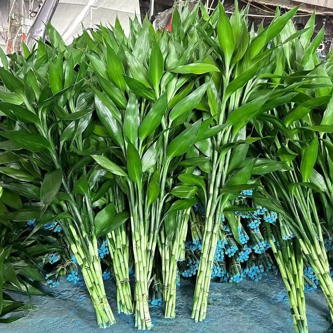 富贵竹水培植物客厅室内观音竹龙竹绿植盆栽带根节节高水养竹花卉