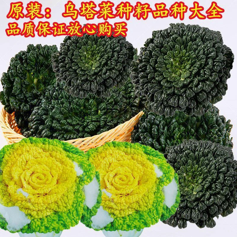 【全店满5元包邮】乌塌菜种子黄心乌 绿色植物阳台家庭小院植物好