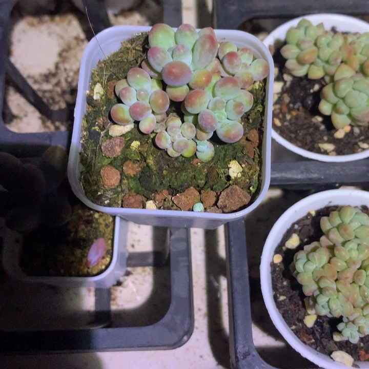 苹果奶群一物一拍