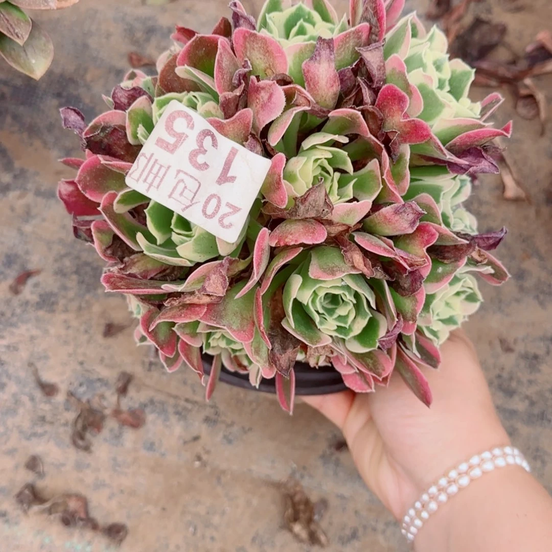 雨花石135满20包邮断枝不包